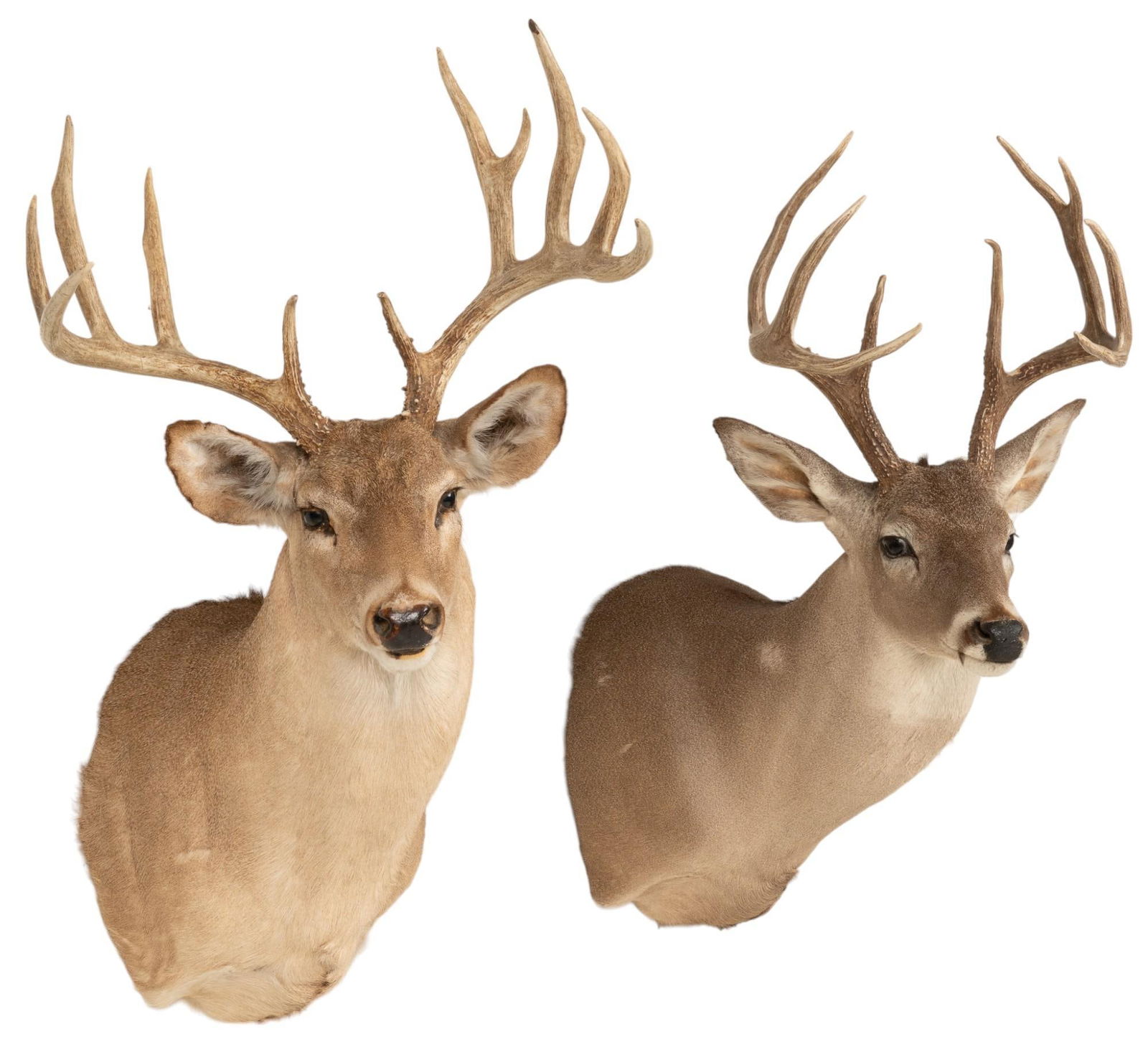 (2) Whitetail Shoulder Mounts (1 of 8)