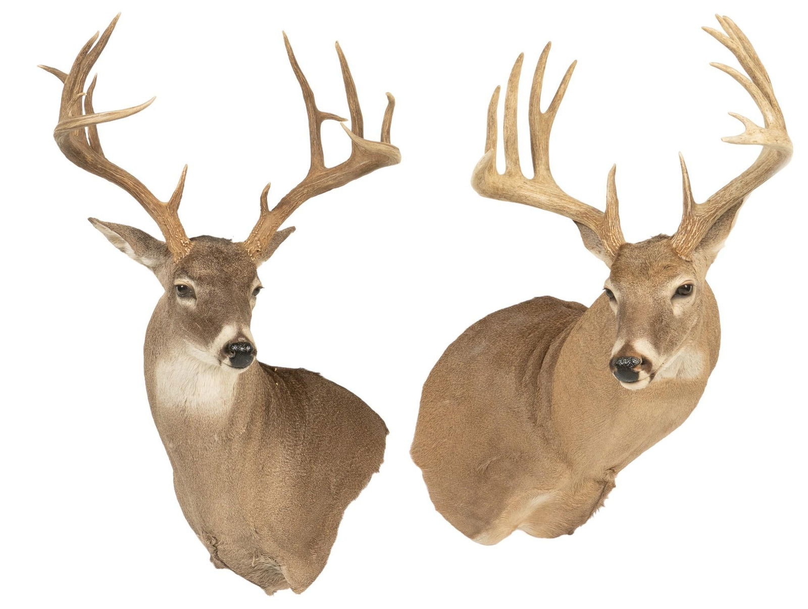Pair of Whitetail Deer Shoulder Mounts (1 of 8)