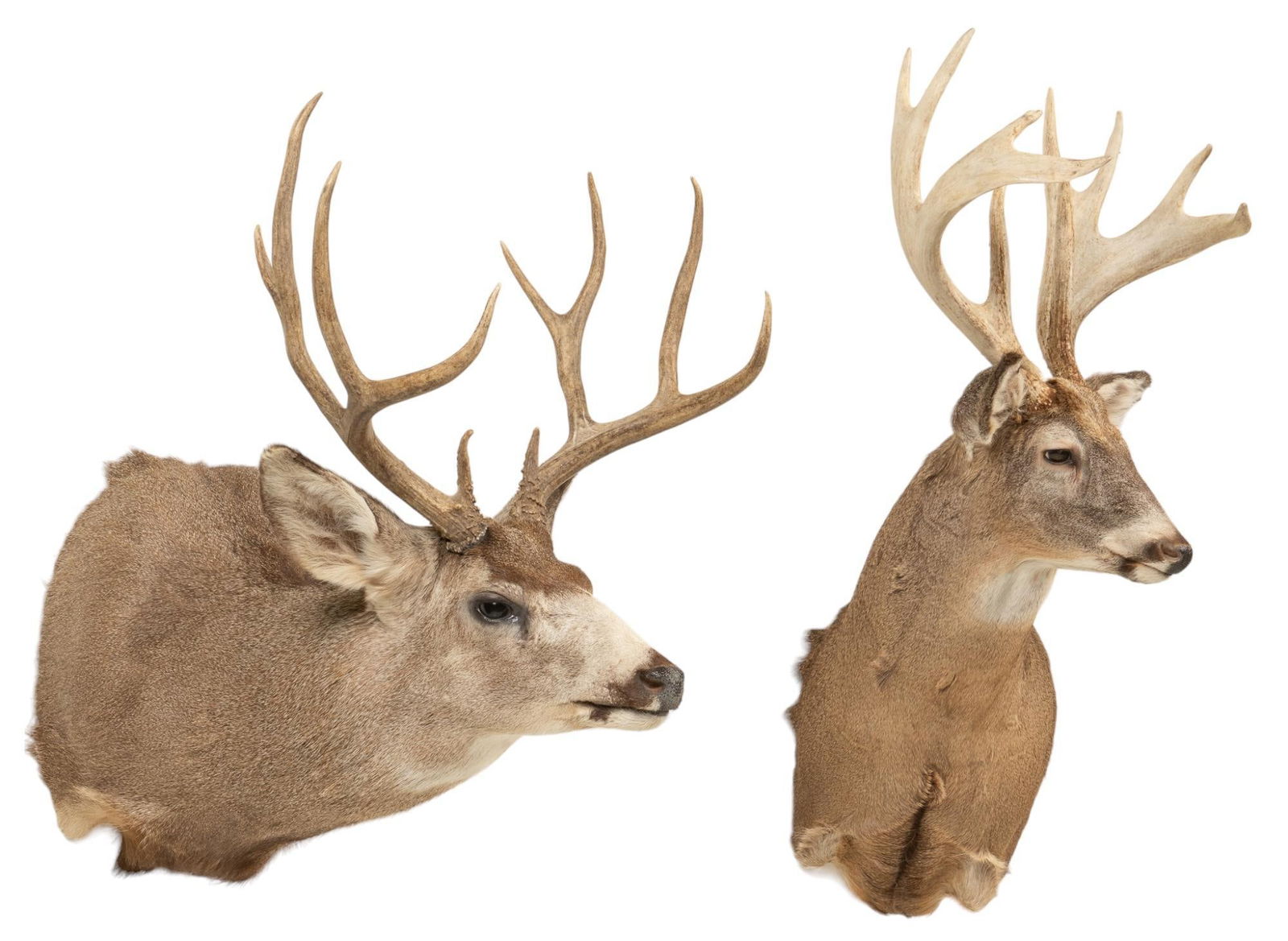 Whitetail and Mule Deer Taxidermy Shoulder Mounts (1 of 4)