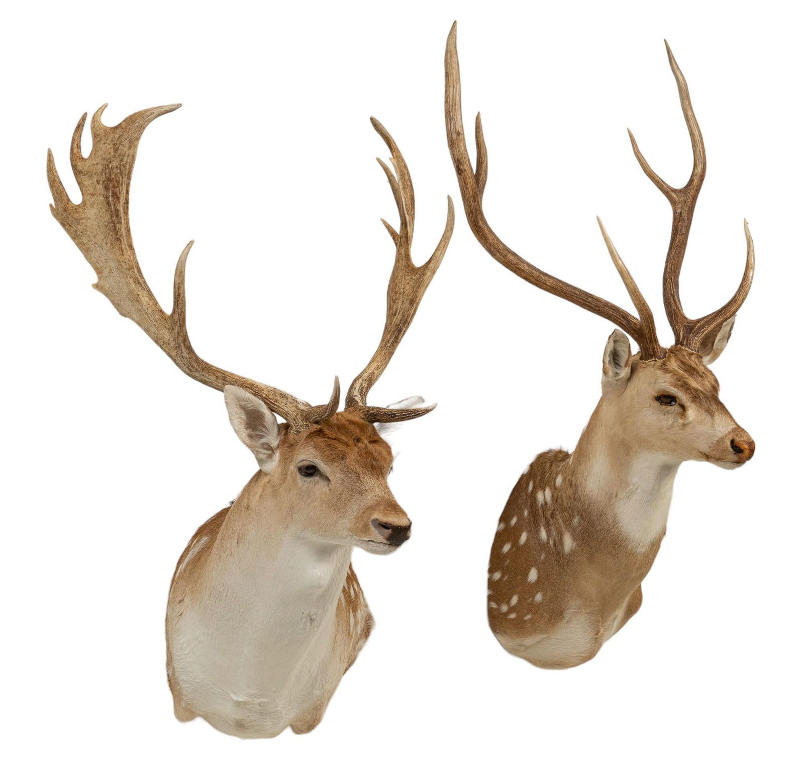 (2) Deer Shoulder Mounts (1 of 5)