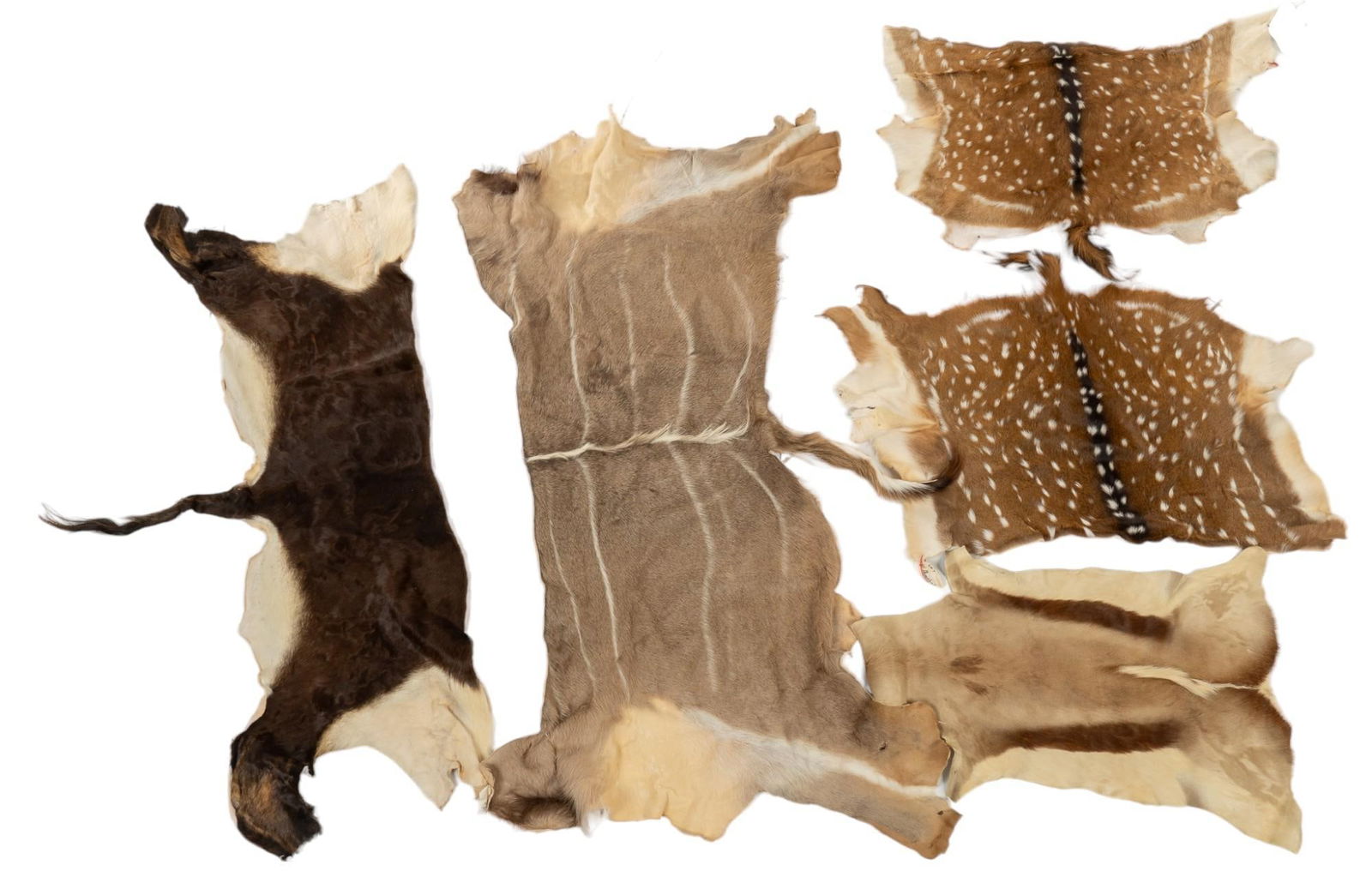 (5) Mixed Deer / Antelope Pelts (1 of 8)