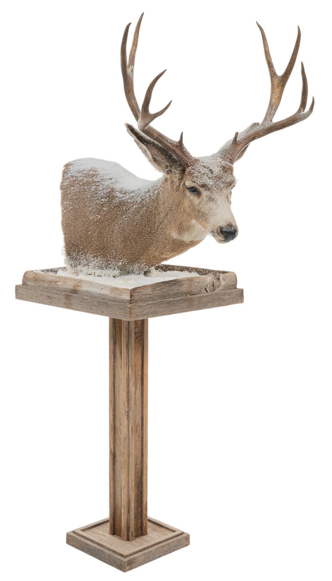 Snowy Mule Deer Shoulder Mount On Wood Base (1 of 6)