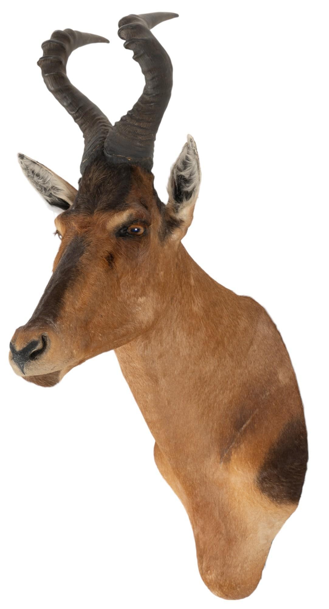 Red Hartebeest Shoulder Mount Taxidermy (1 of 4)