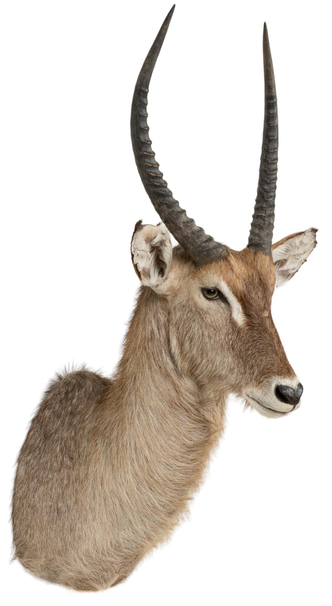 Waterbuck Shoulder Mount Taxidermy (1 of 7)