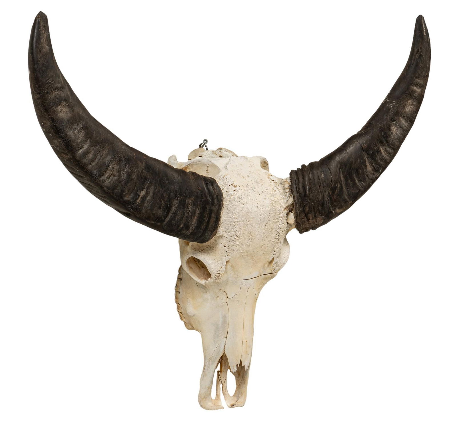 Buffalo Skull Mount (1 of 5)