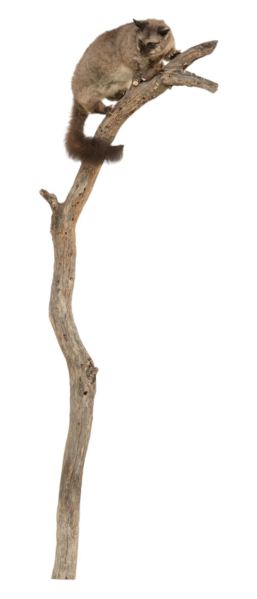 Olingo Full Body Mount (1 of 7)