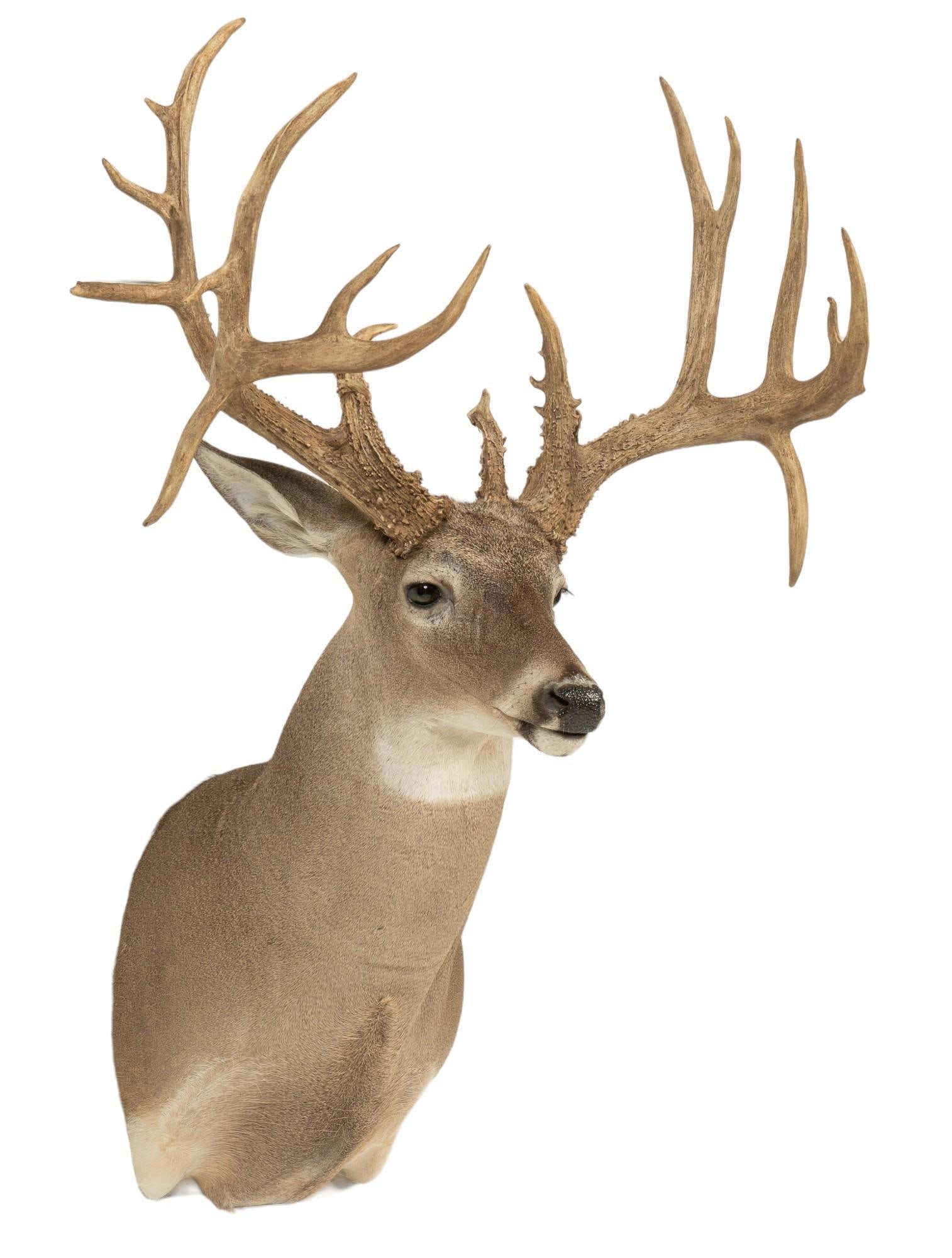 White Tailed Deer Shoulder Mount (1 of 5)