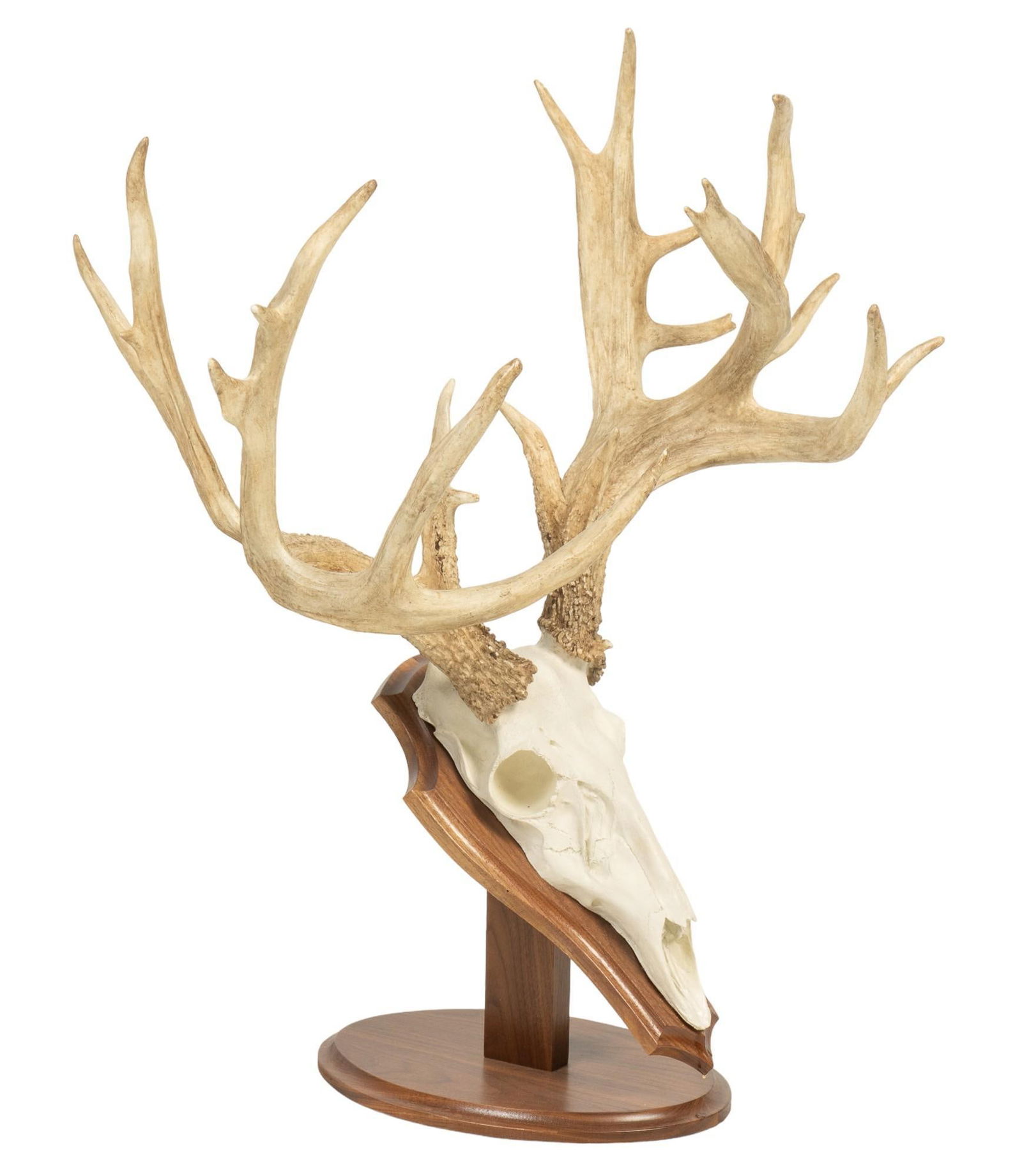 Non-Typical Whitetail Deer Skull Mount (1 of 6)