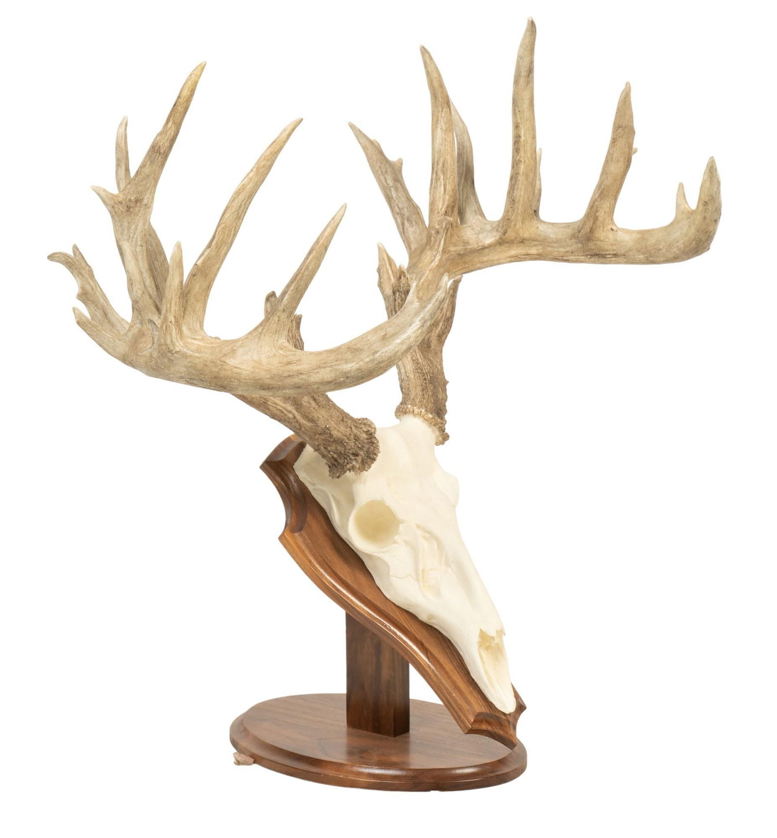 Whitetailed Deer Skull Wall Mount (1 of 5)