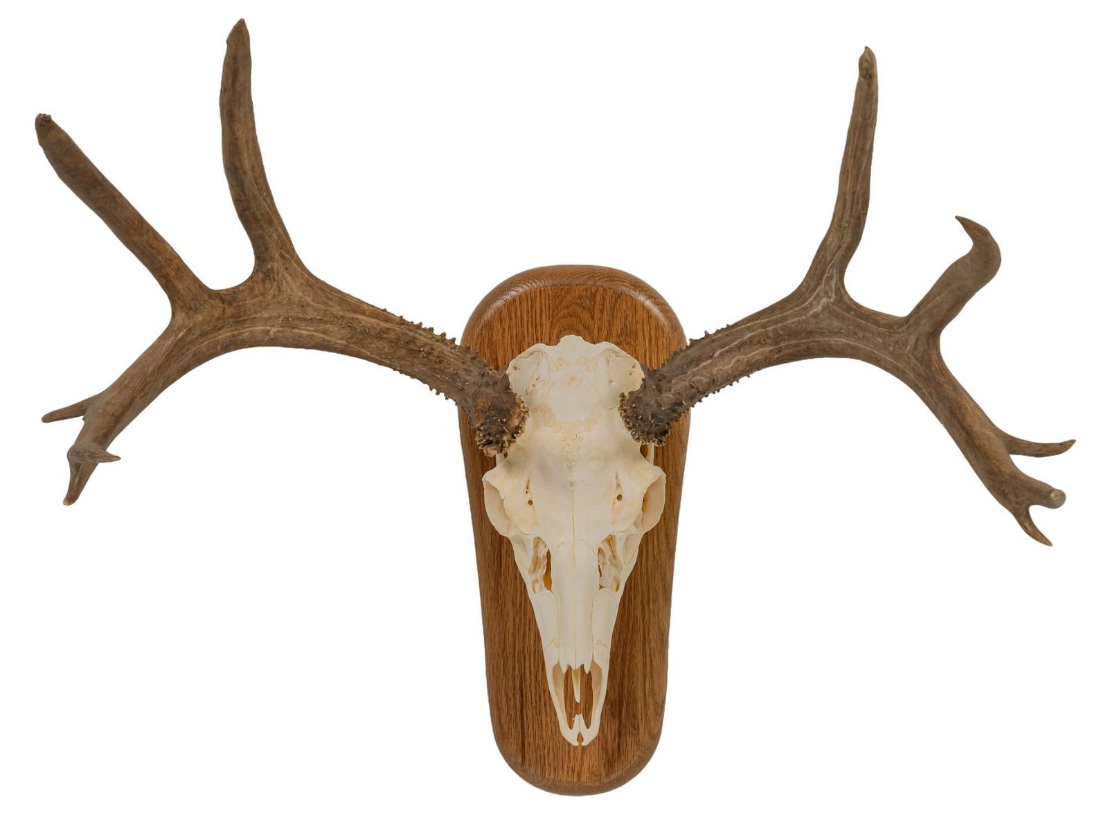 Whitetail Deer Skull Mount (1 of 5)