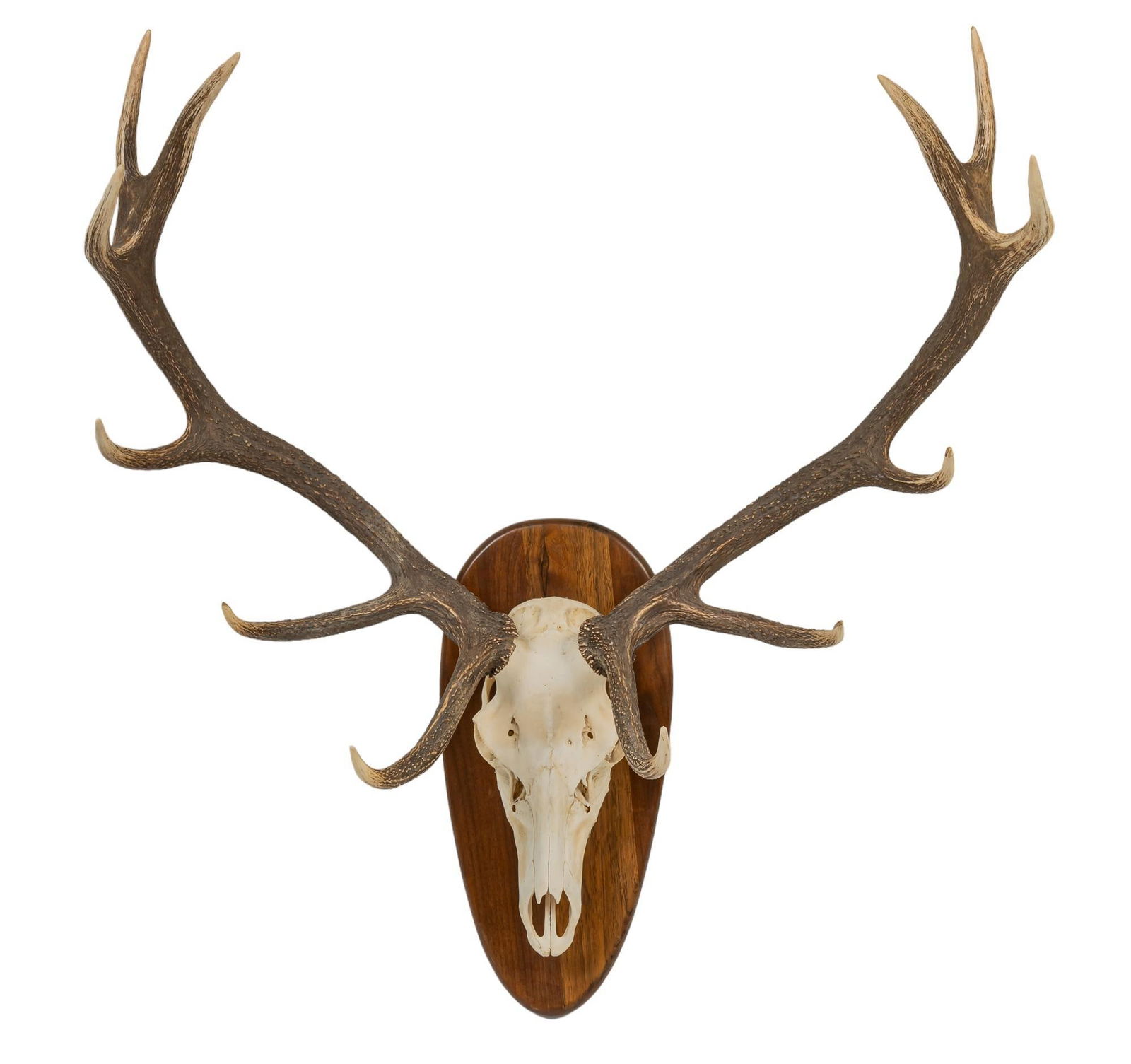 Elk Skull Mount (1 of 5)