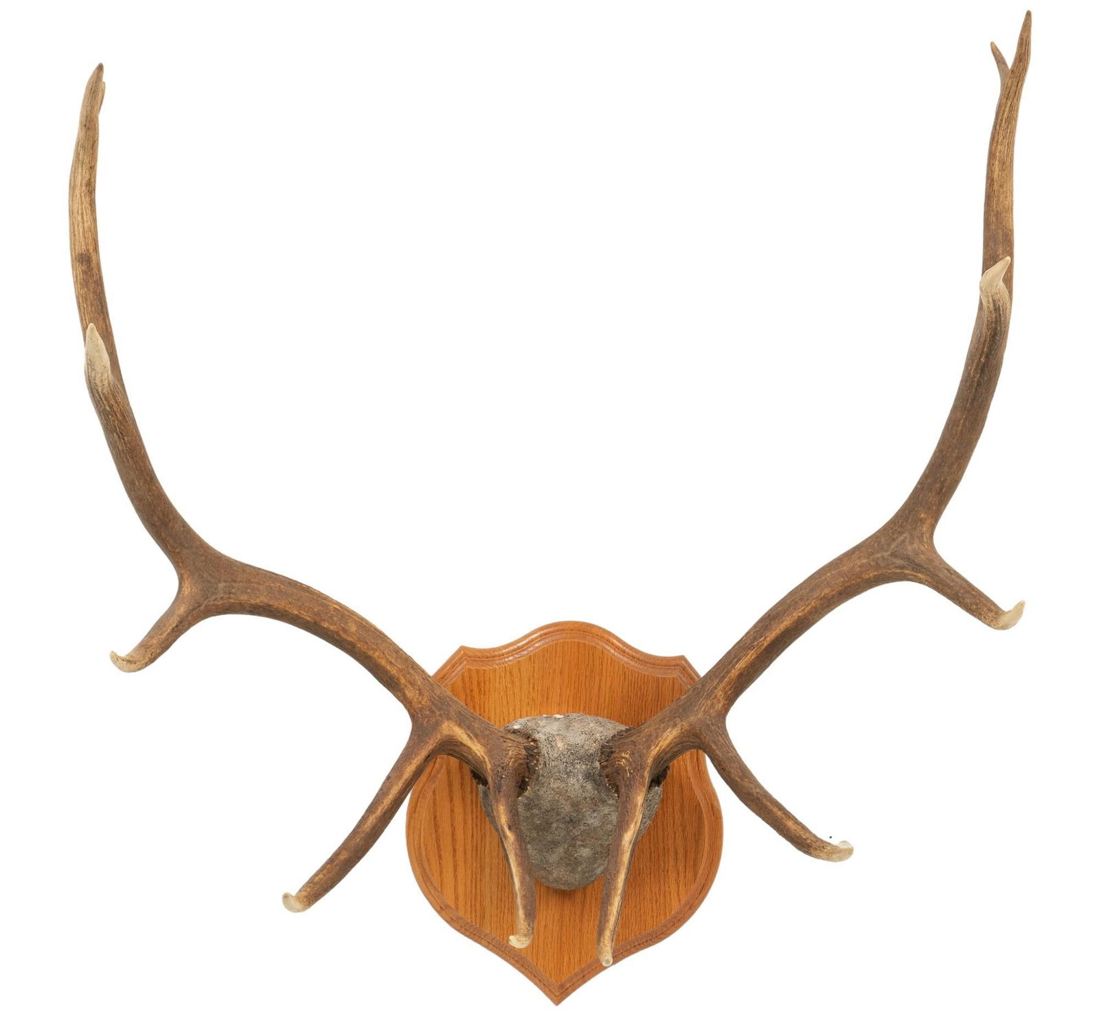 Elk Antler Mount (1 of 4)