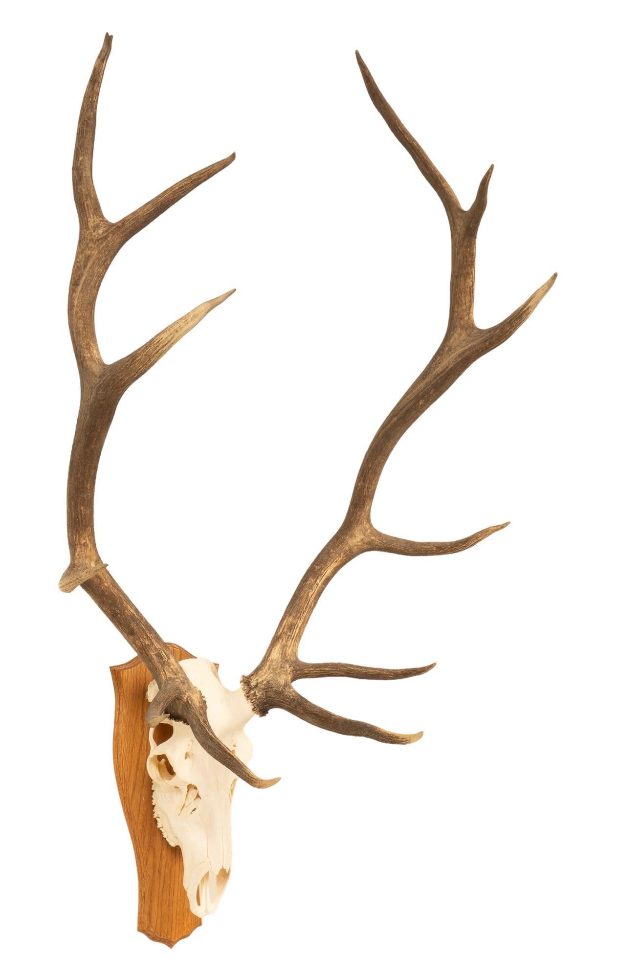 Elk Skull Mount (1 of 6)