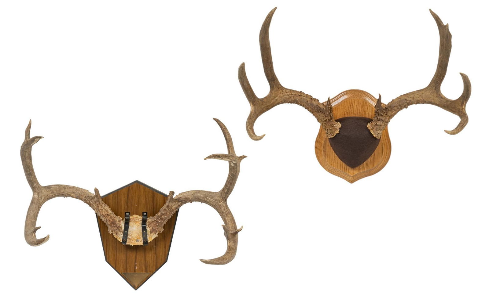 Pair of Deer Antler Mounts (1 of 5)