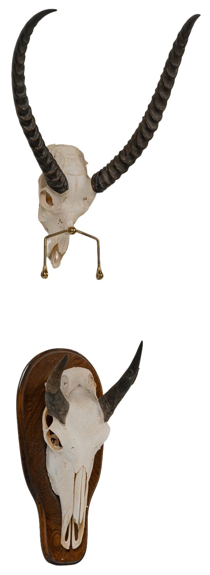 Gazelle and Nilgai Skull Mounts (1 of 5)