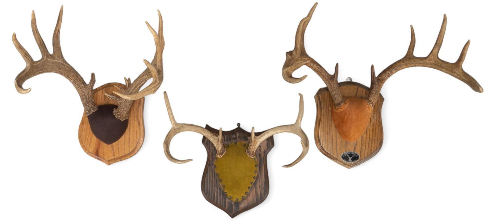 (3) Whitetail Deer Skull Mounts (1 of 7)