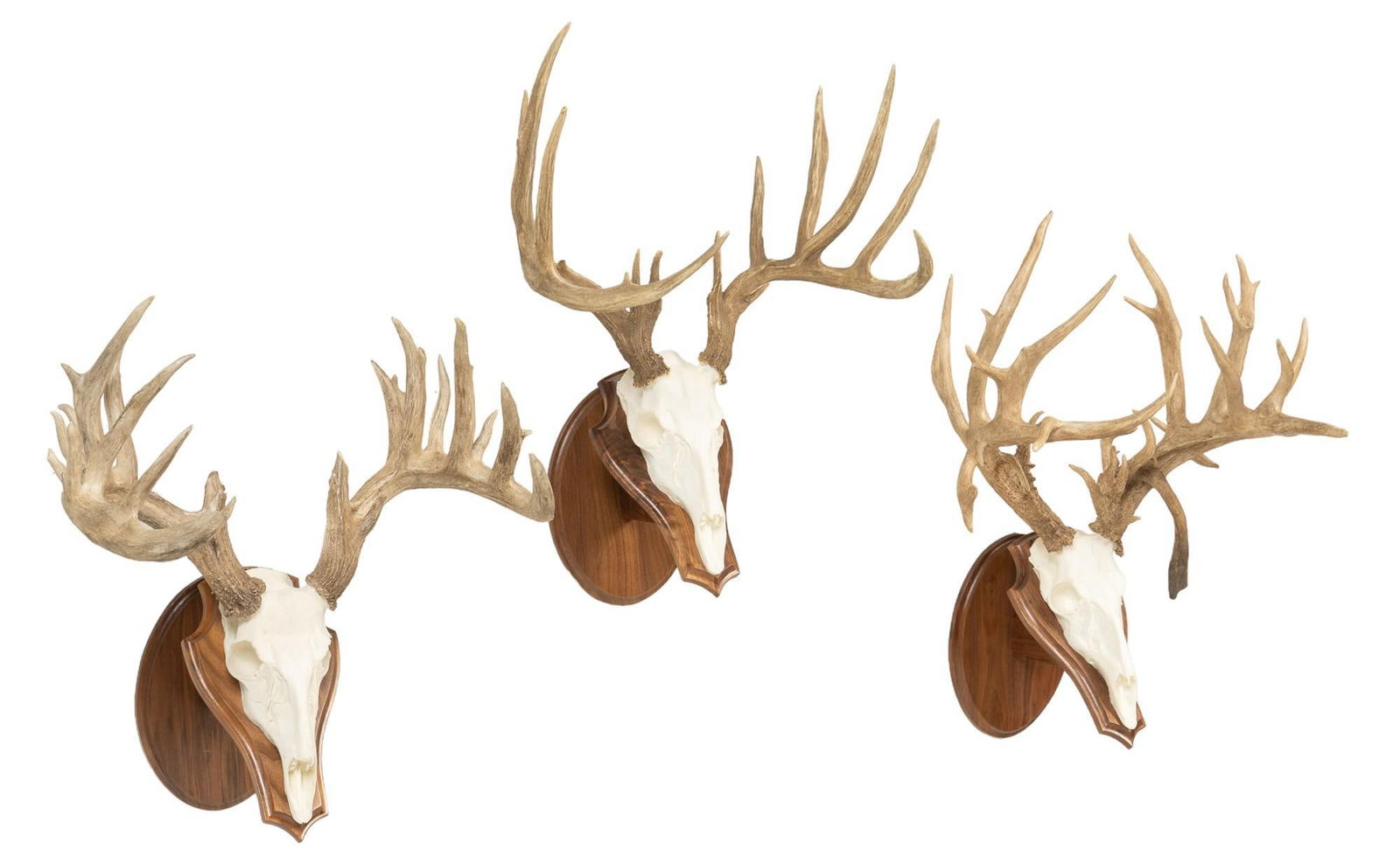 Set of (3) Whitetail Deer Skulls Mounts (1 of 7)