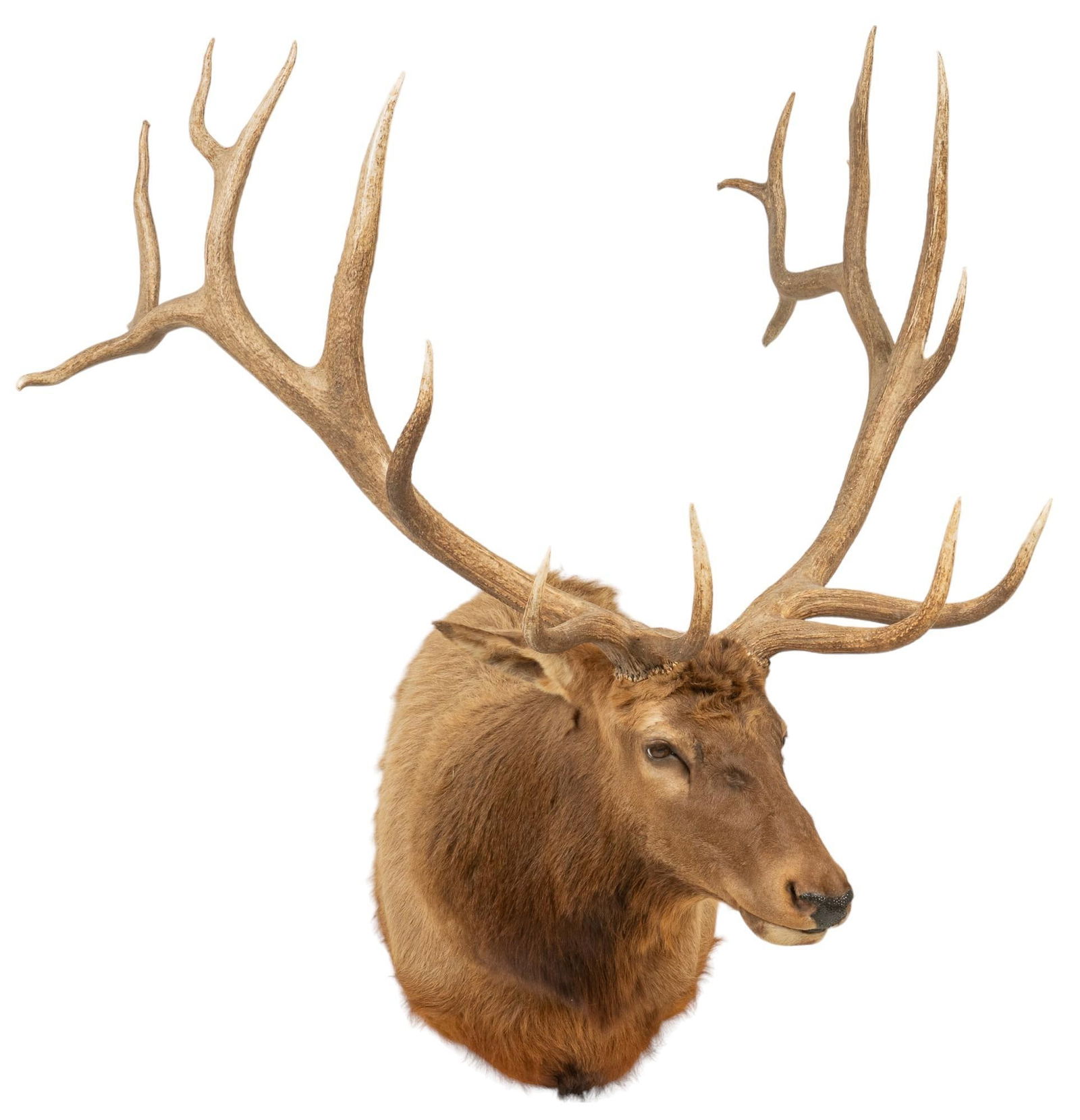 Elk Shoulder Mount Taxidermy (1 of 5)