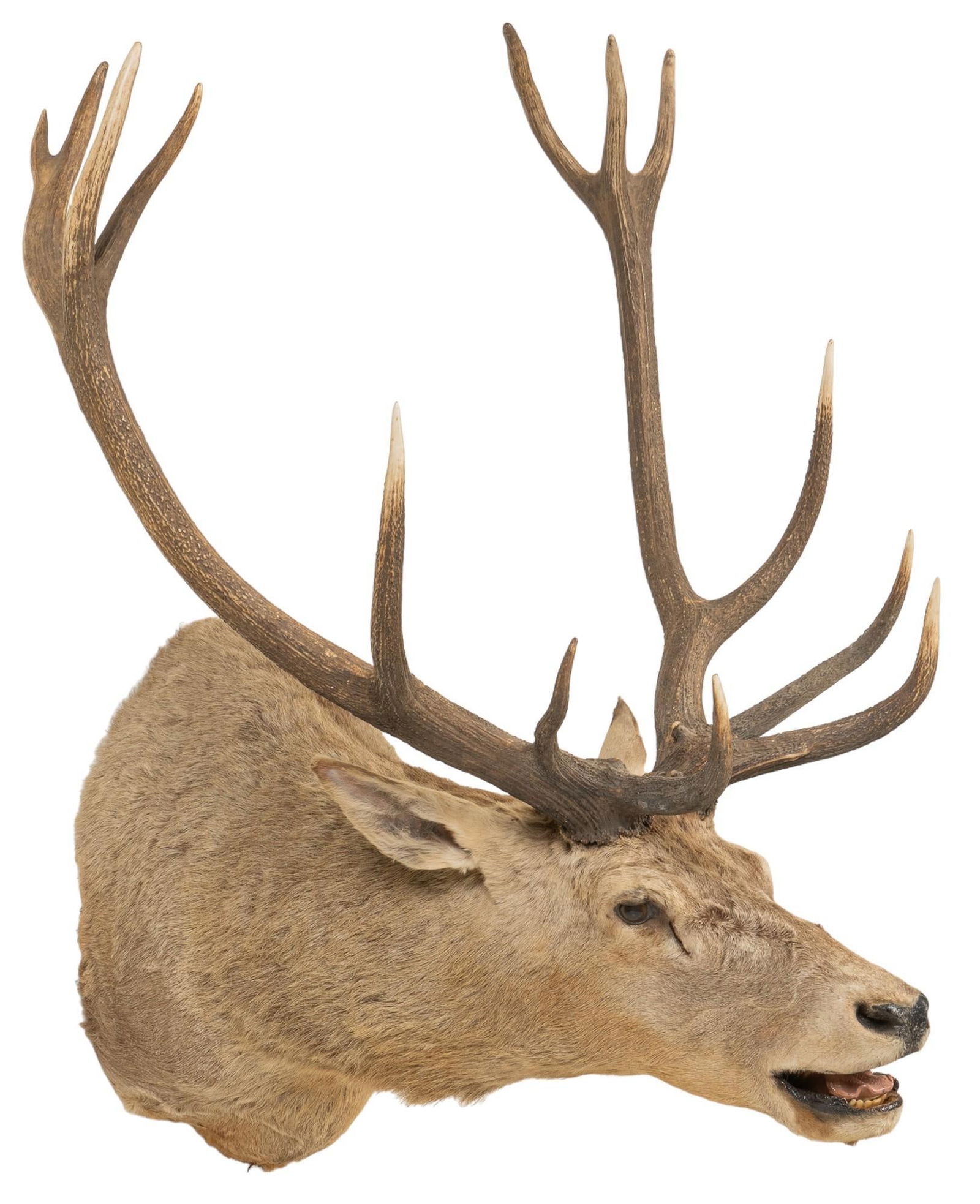 Red Stag Shoulder Mount Taxidermy: Red Stag shoulder mount height 53 in. x width 37 in. x depth 44 in. Provenance: Property from the monumental lifetime collection of a distinguished Dallas, Texas business leader and ranch owner. S