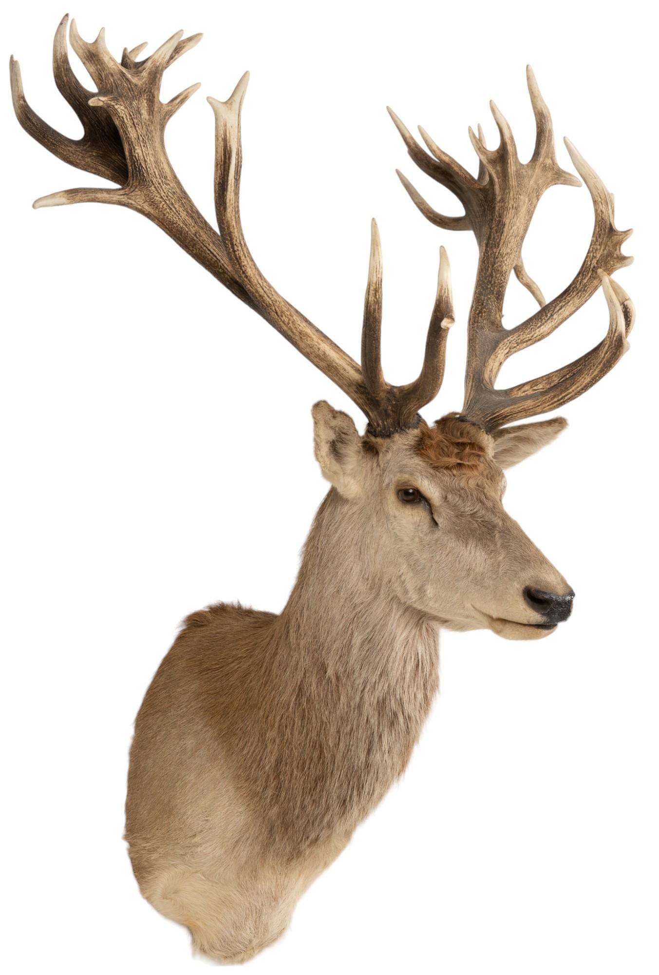 Red Stag Shoulder Mount Taxidermy (1 of 7)