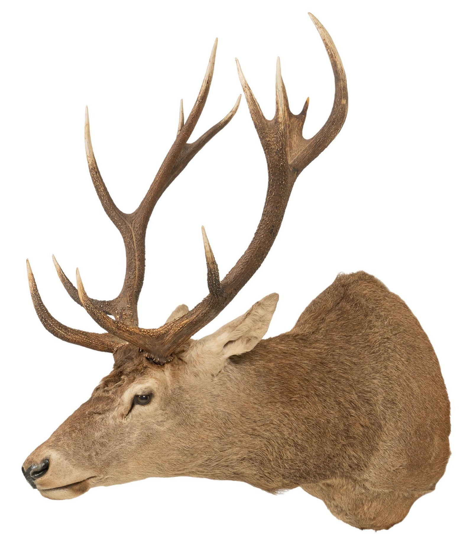 Red Stag Shoulder Mount Taxidermy (1 of 4)