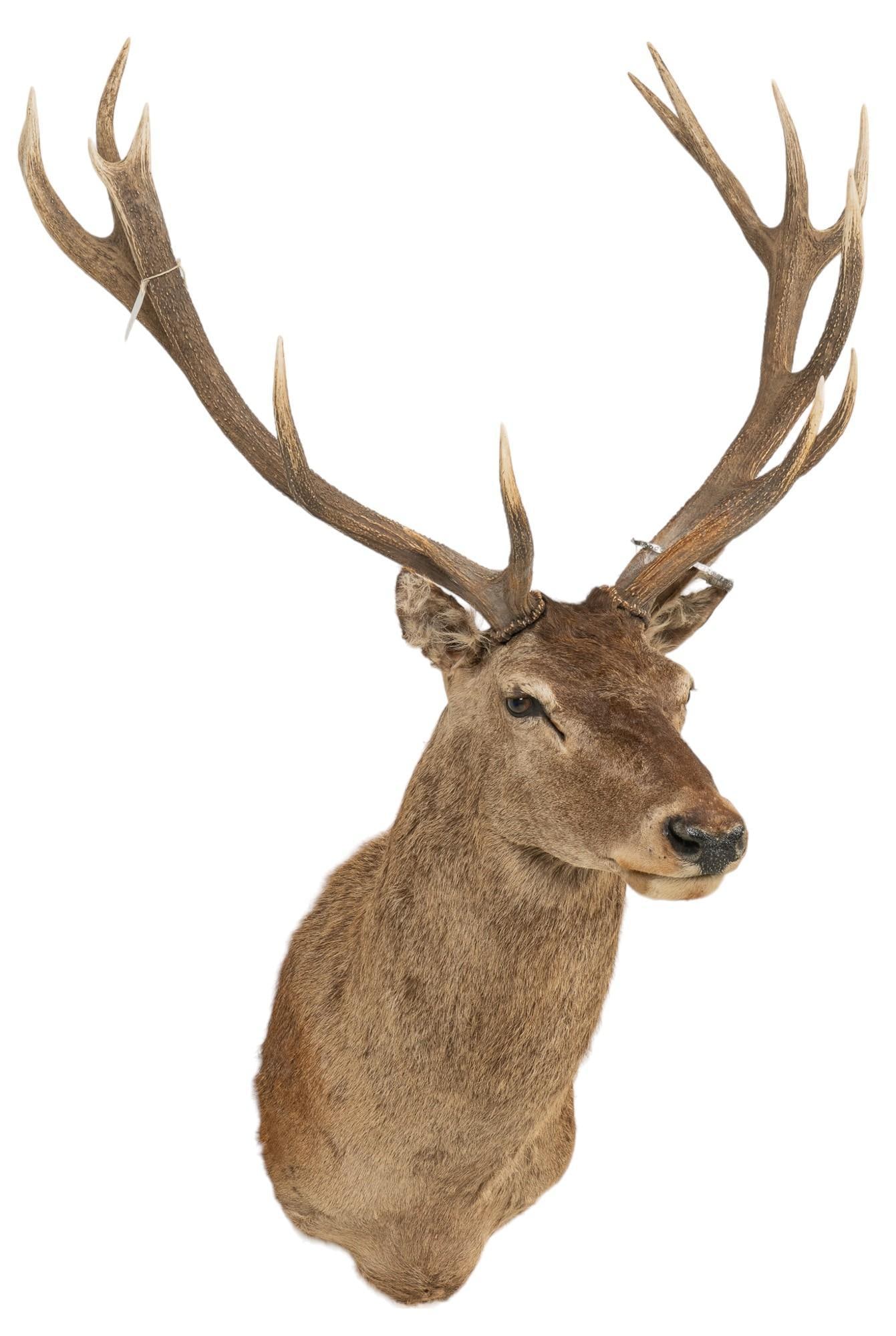 Red Stag Shoulder Mount Taxidermy (1 of 4)