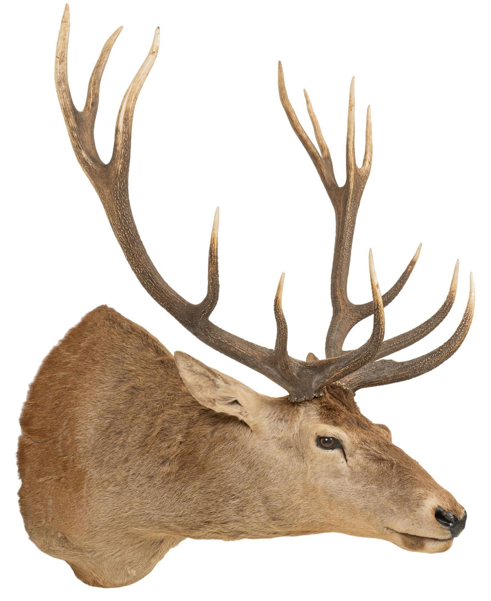 Red Stag Shoulder Mount Taxidermy (1 of 4)