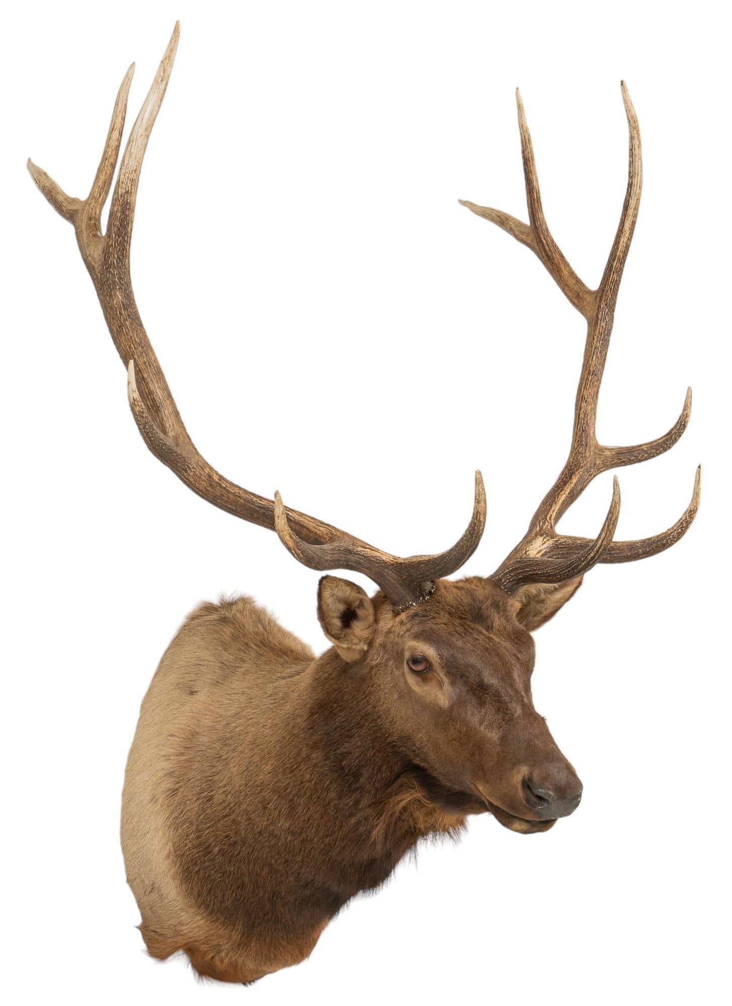 Elk Shoulder Mount Taxidermy (1 of 5)
