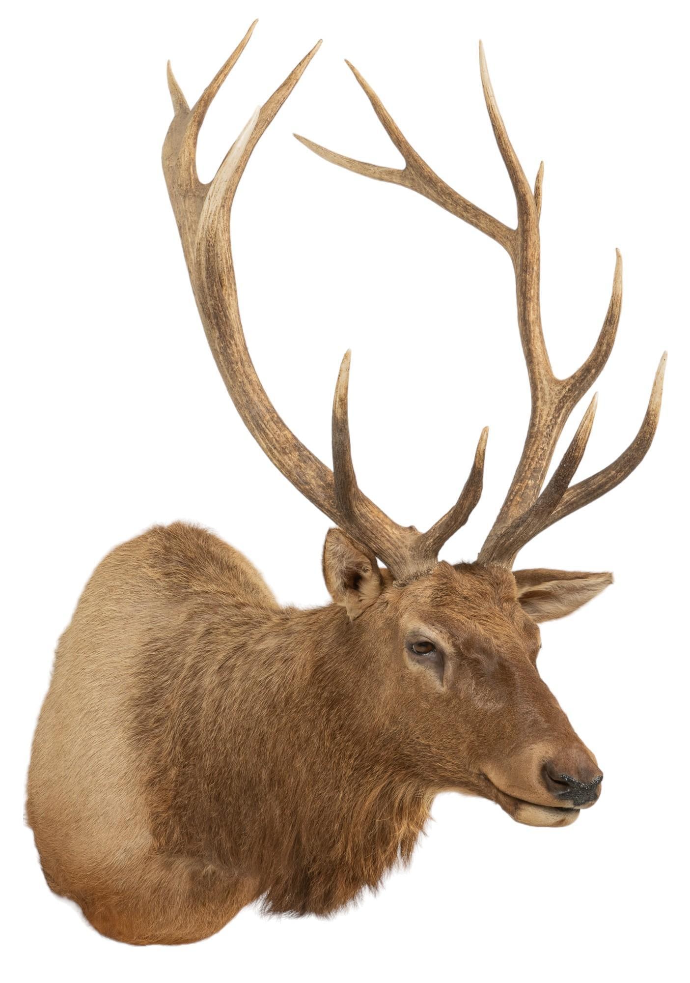 Elk Shoulder Mount Taxidermy (1 of 4)