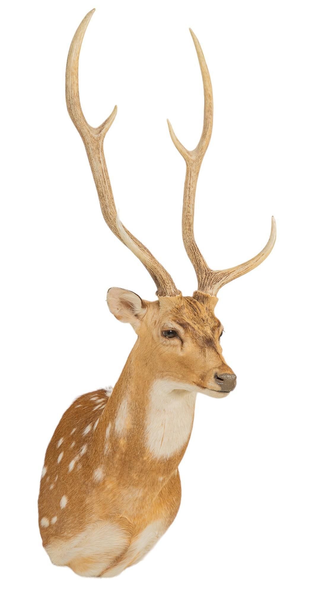 Axis Deer Shoulder Mount Taxidermy (1 of 4)