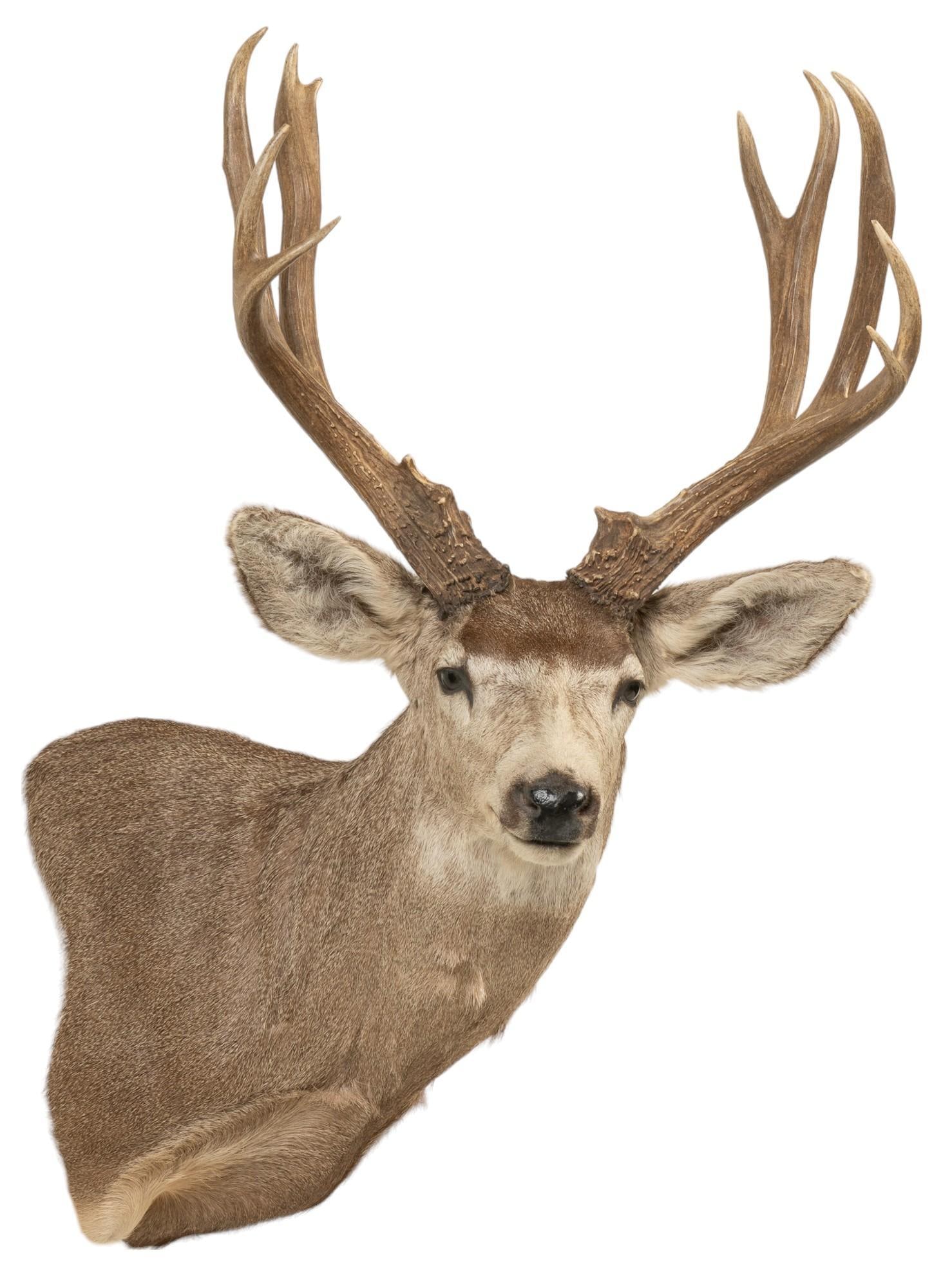 Mule Deer Shoulder Mount Taxidermy (1 of 5)