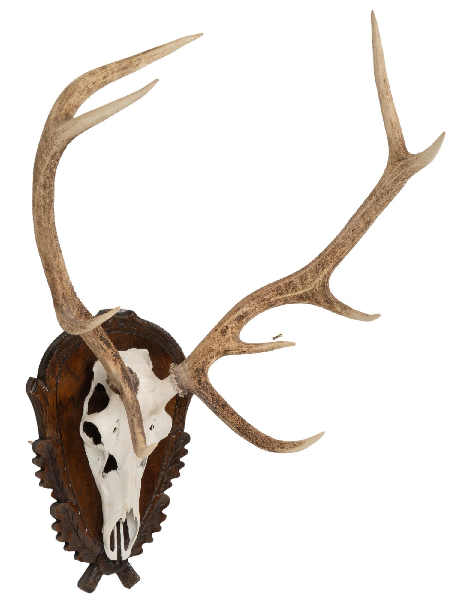 Axis Deer Skull Mount (1 of 7)