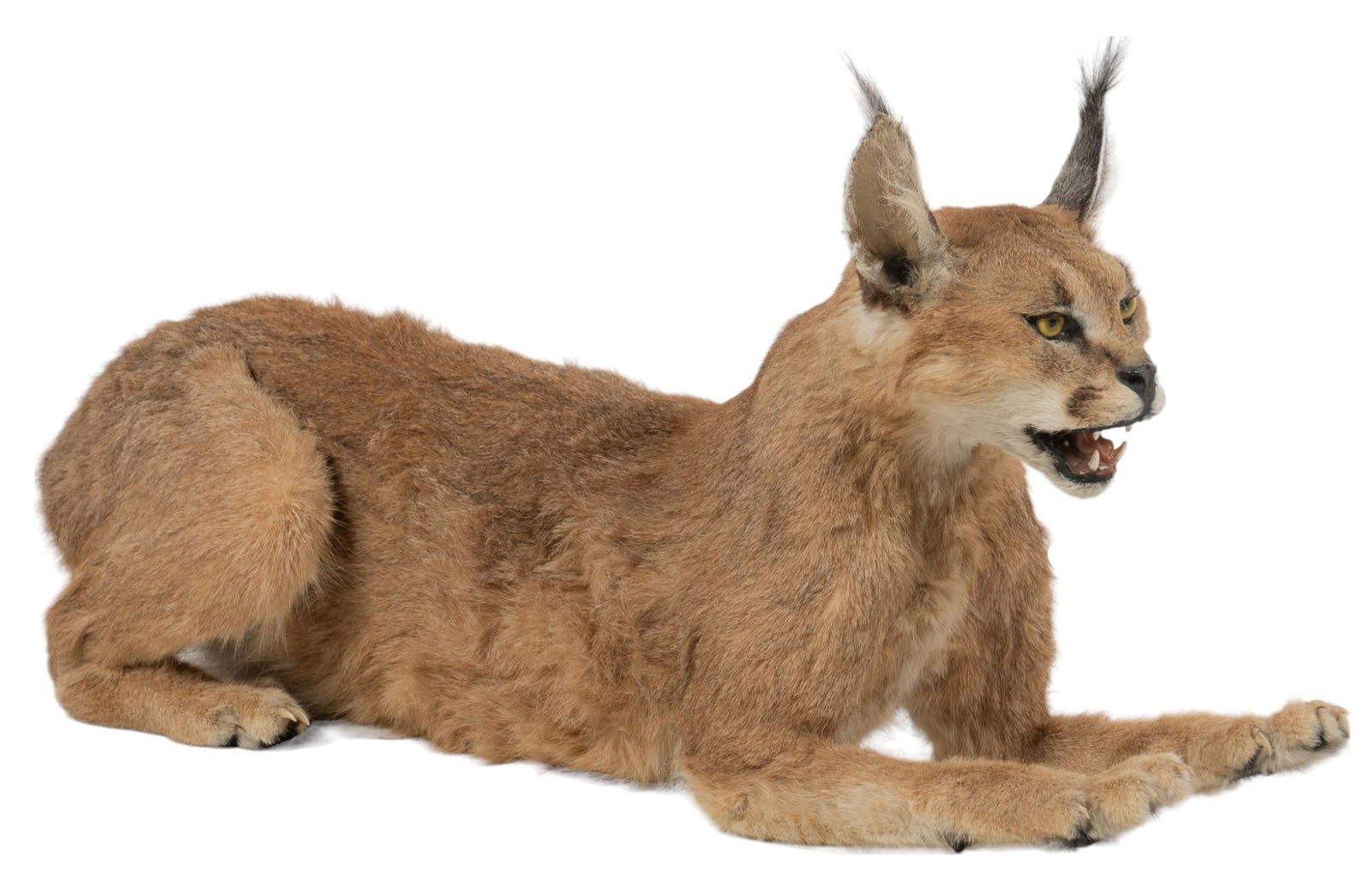 Caracal Full Body Display Mount (1 of 5)