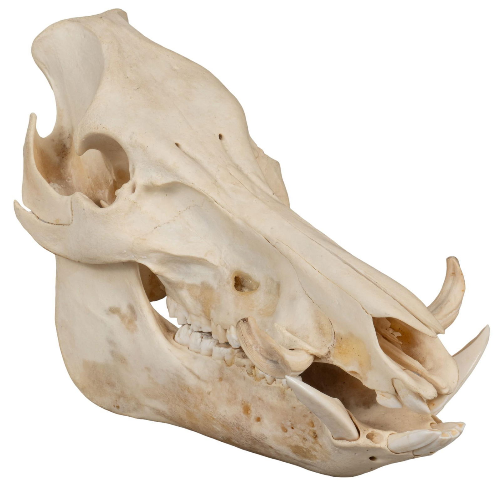 Wild Boar Skull (1 of 8)