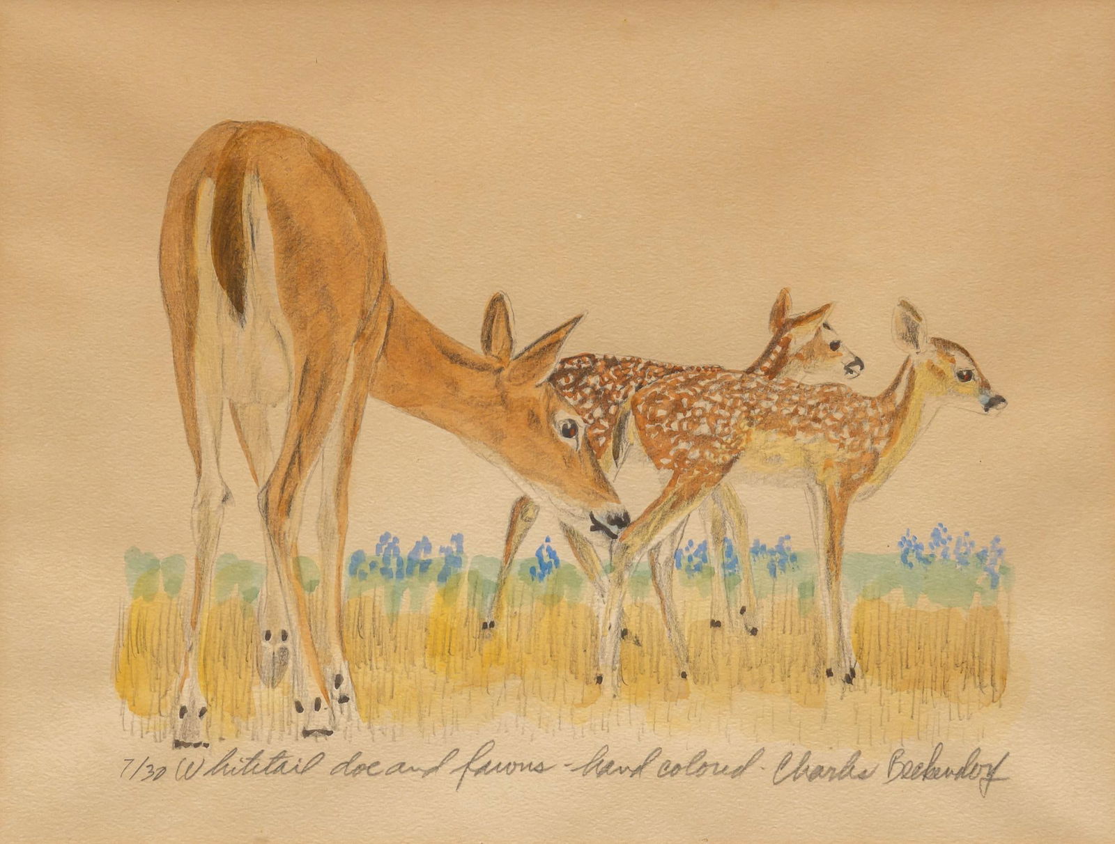 Charles Beckendorf, "Whitetail Doe", Hand-Colored (1 of 4)