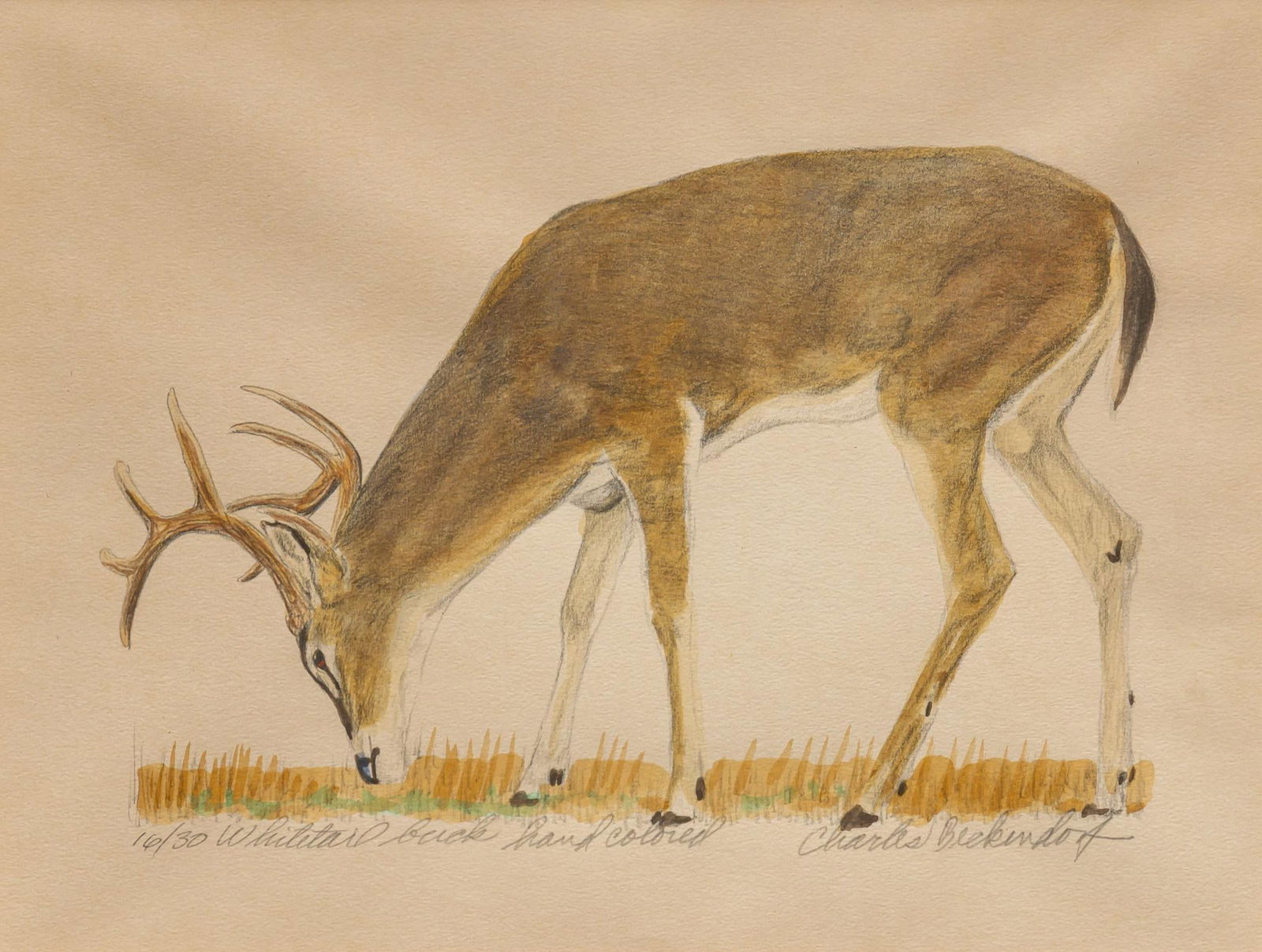 Charles Beckendorf, "Whitetail Buck", Hand-Colored (1 of 5)