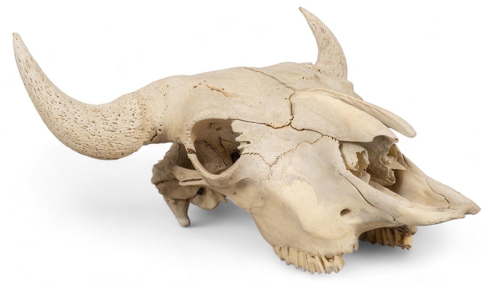 Buffalo Skull: Buffalo skull height 18.5 in. x width 22 in. x depth 11.5 in. Provenance: Property from the collection of a San Antonio, Texas gentleman Shipping available for this lot through our partner 4CL; please