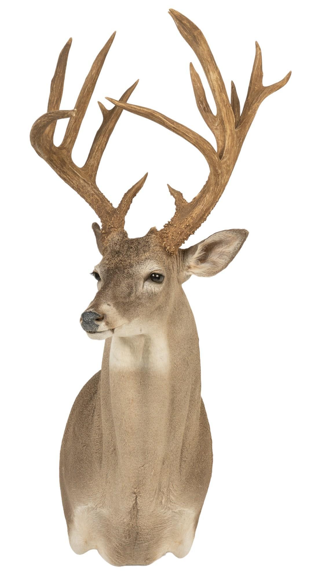 White Tailed Deer Shoulder Mount (1 of 5)