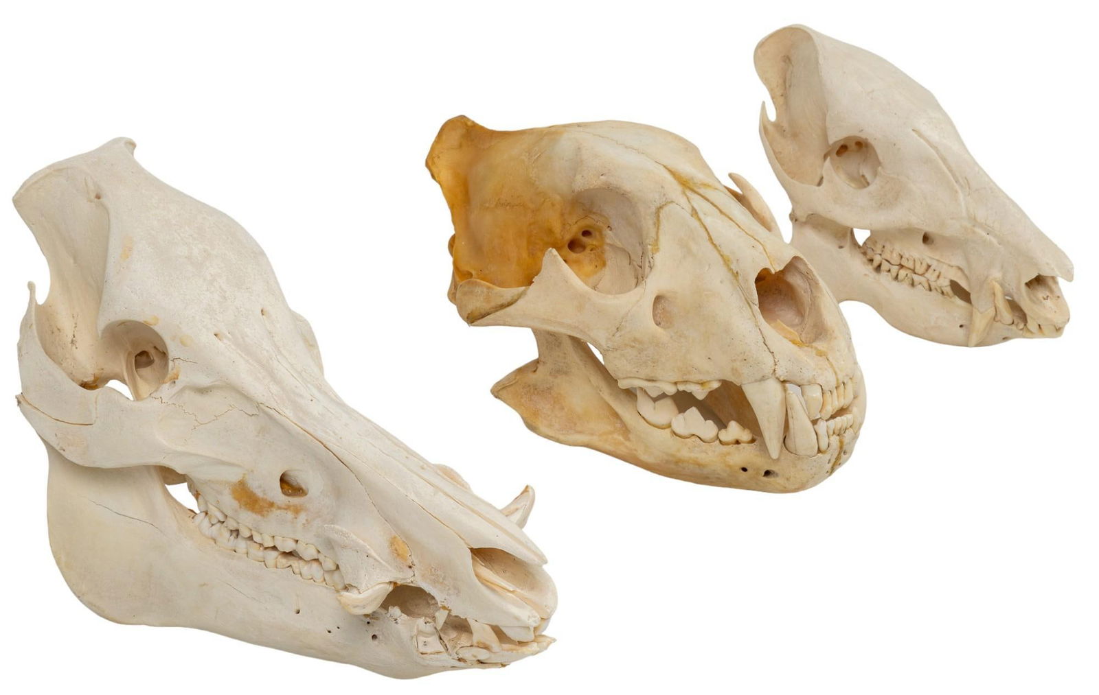 2 Bovine Skulls and Bear Skull (1 of 7)