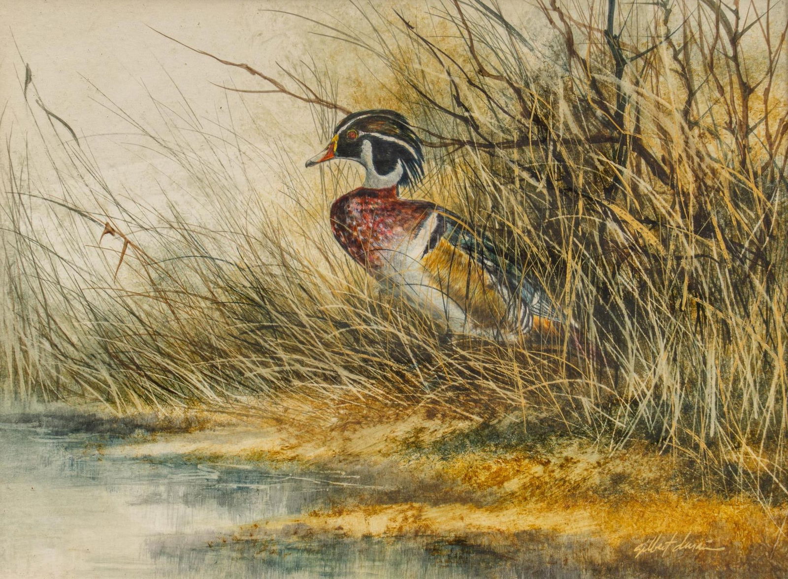 Gilbert Duran, Wood Duck (1 of 5)