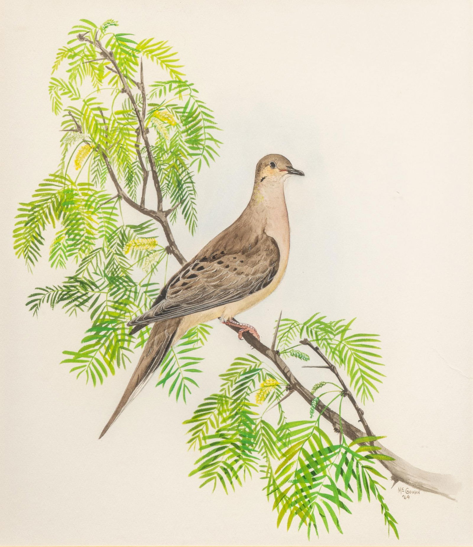 Nancy McGowan, Mourning Dove, 1969 (1 of 6)