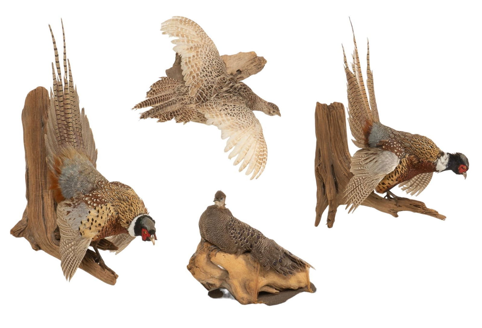 (4) Ring-Neck Pheasants (1 of 8)