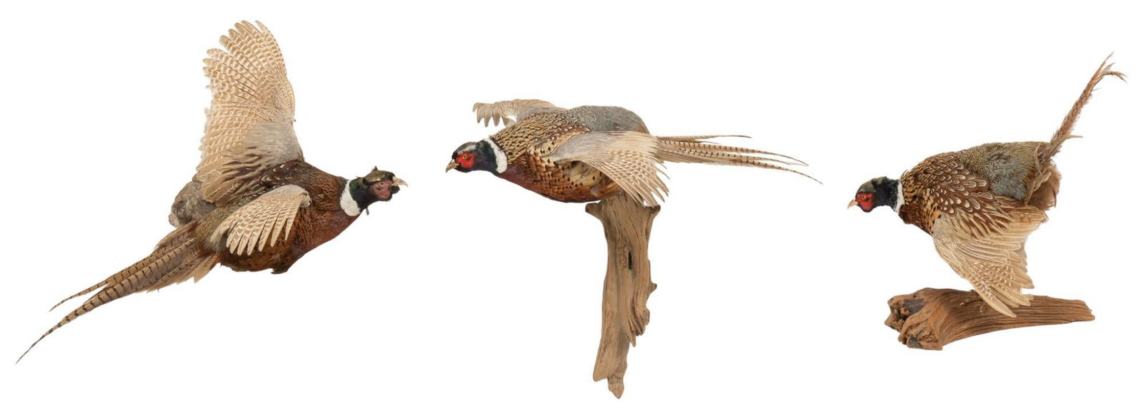 3 Full Body Pheasant Taxidermy Mounts (1 of 10)