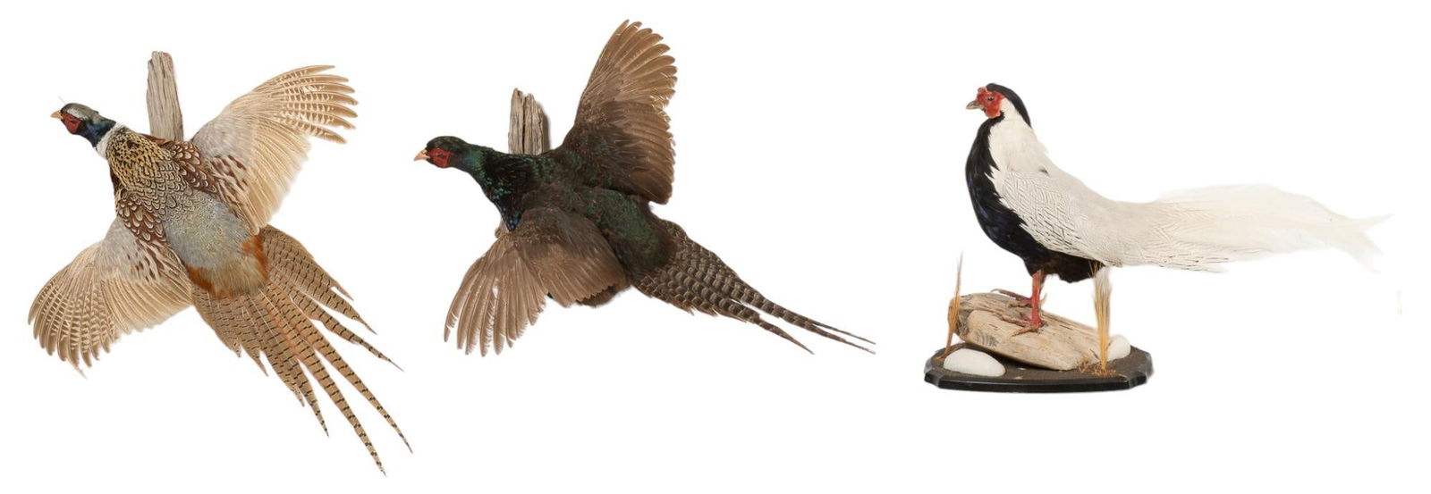 3 Full Body Pheasant Taxidermy Mounts (1 of 14)