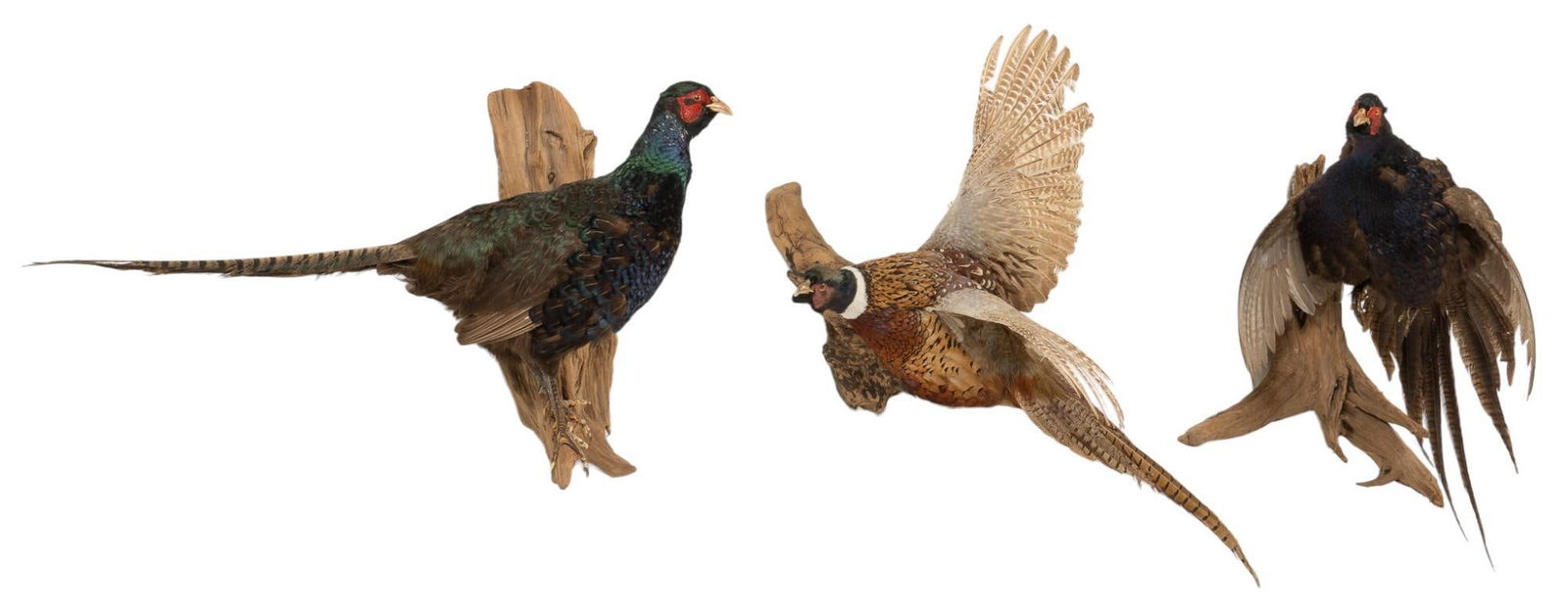 3 Full Body Pheasant Taxidermy Mounts (1 of 10)