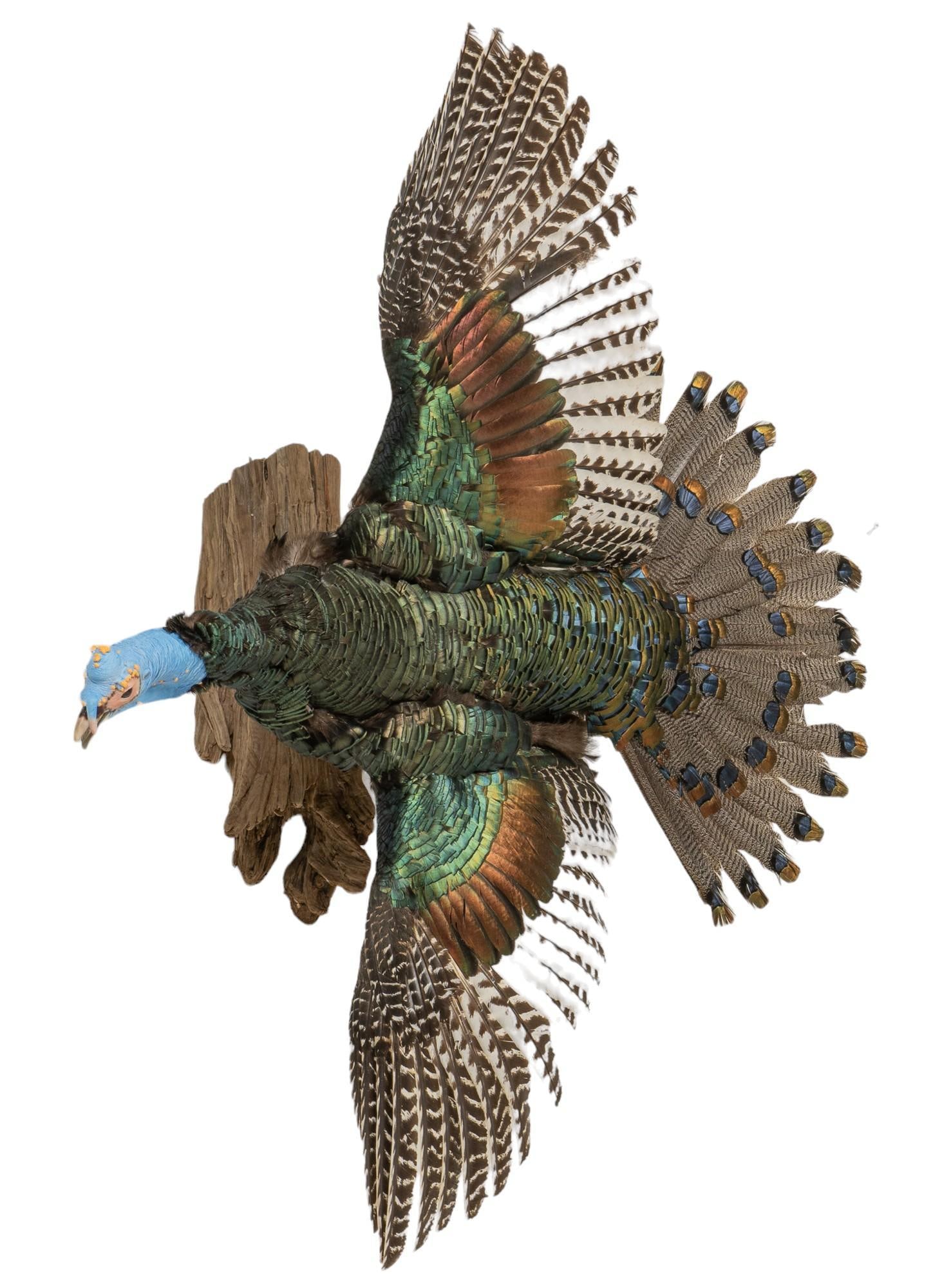 Ocellated Turkey Full Body Mount (1 of 6)