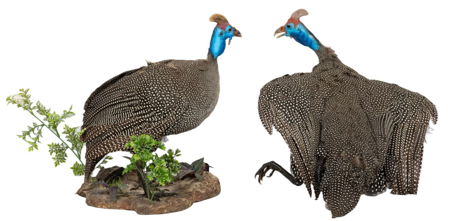 2 Full Body Helmeted Guineafowl Taxidermy (1 of 8)
