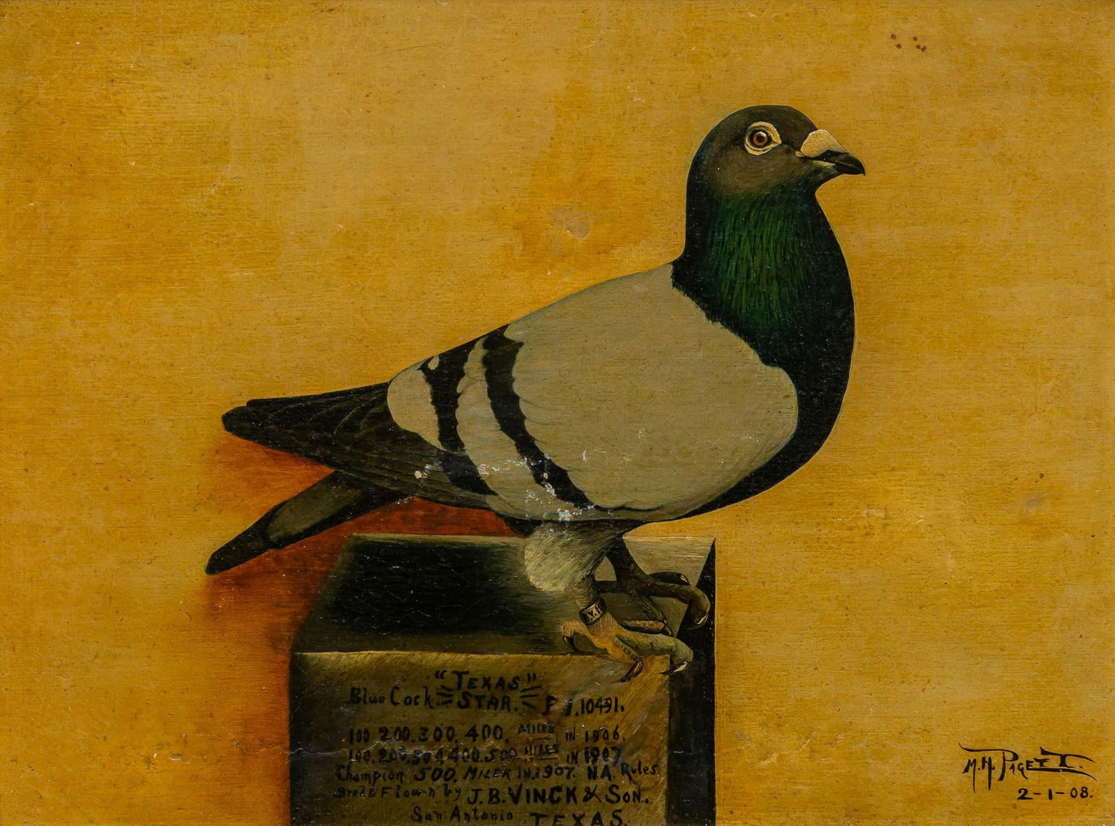 Champion Pigeon Portrait, 1908 (1 of 5)