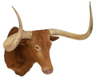Bingo Longhorn Shoulder Mount