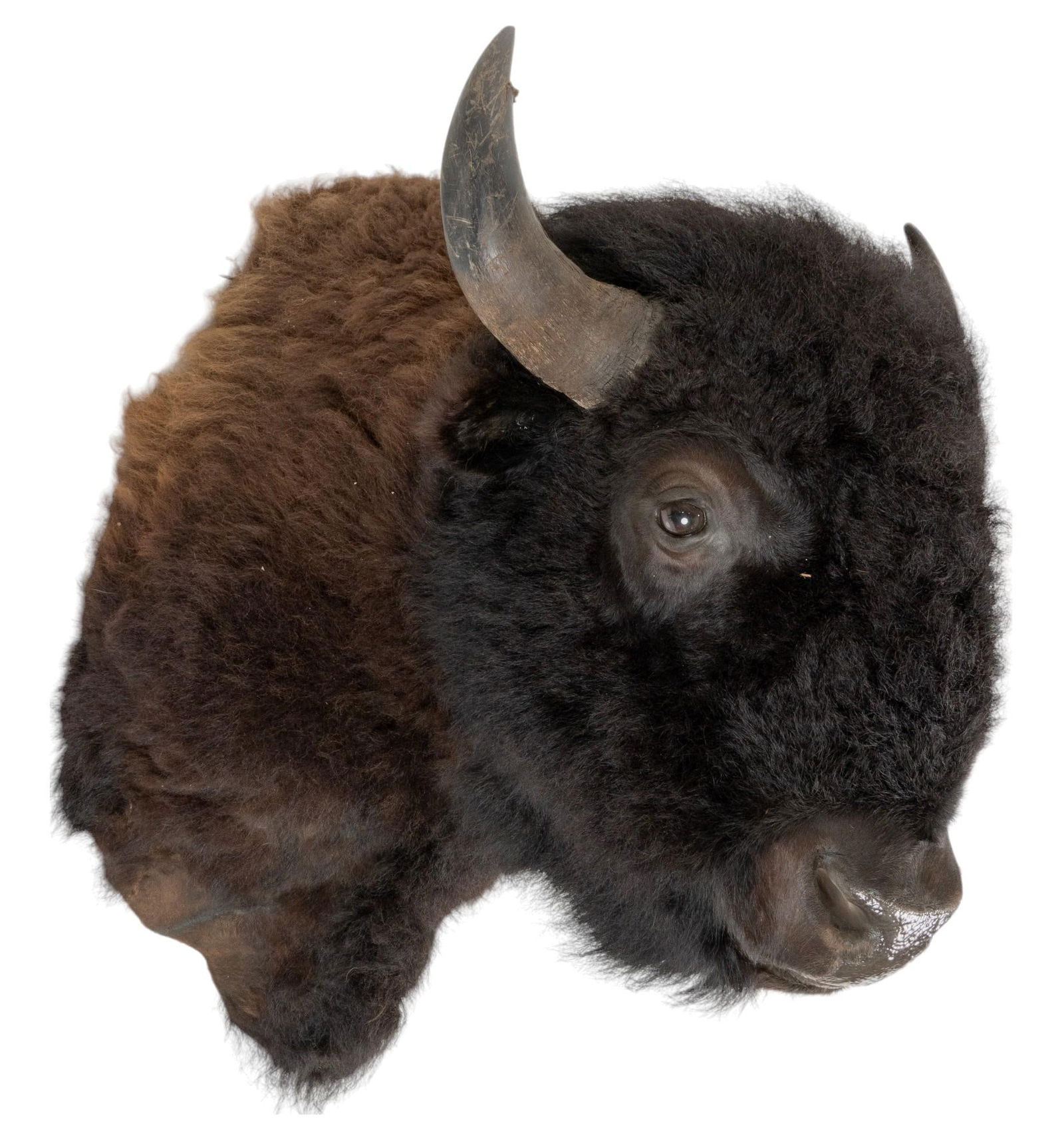 Buffalo Shoulder Mount (1 of 6)